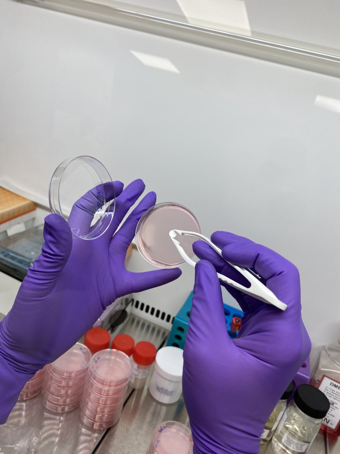 Professionnel de laboratoire avec des gants